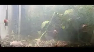 fish tank 260109 speed 10000