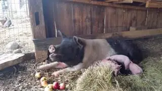 James Ranch pastured pigs Durango, CO