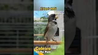 Coleiro tu&iacute; tu&iacute; puro canto tu&iacute; tu&iacute; Vs F&ecirc;mea piando e chamando #coleirotuituizelzel #f&ecirc;meapiando