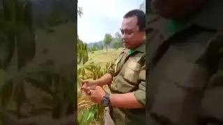 Agen hayati proteksi tanaman || produk PT BEST || 085279015927