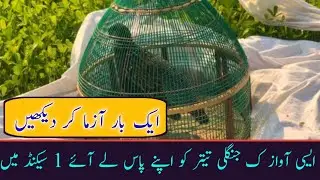 Teetat ki awaz Pr Jungli teetar bhi Dora Aie