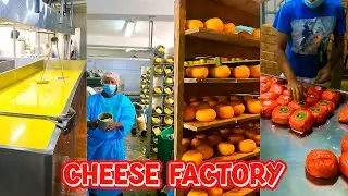 Culture Tour Dominican Republic - Cheese Factory