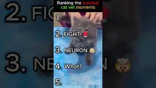 FUNNIEST Cat vet MOMENTS