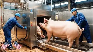 Shocking! How U.S. Farmers Use Cutting Edge Tech to Raise and Processing Pigs | Processing Factory