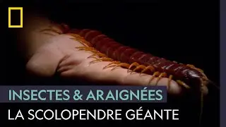 La scolopendre géante, redoutable tueuse de 30 cm