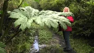 Nalca - probably the world&acute;s largest vegetable!