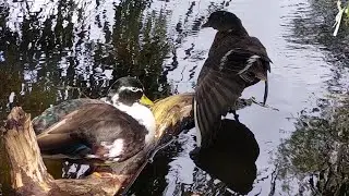 Call ducks and mandarin duck