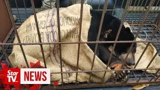 Sun shines again: Bear rescued after being locked up for seven years