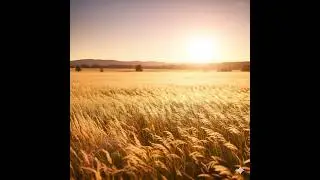 Piano Music Light in Golden Field |Soft Piano Music for Relax & Healing#piano #pianotutorial