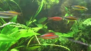 Phenacogrammus sp. fantastique + aurantiacus