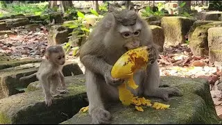 Let's watch beautiful monkey Rose enjoying mango while cute baby Rina play around her🥭💛🐒