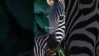 Why do animals have stripes on their bodies? 🐅