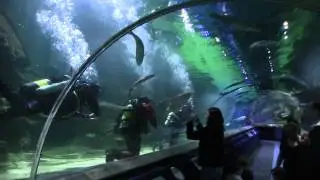 SHARK DIVE - WAKE UP WITH WEBSTER AT DEEP SEA WORLD