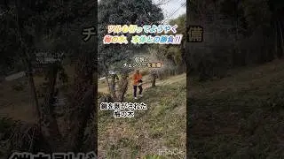 週末仁多での田舎暮らし‼︎今回は梅の木伐採パート2親と子、互いに1500m5分切りを目指す練習日記 特別編 #農業 #田舎暮らし #山 #ヘルニア #リハビリ運動 #木の伐採