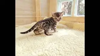 Filhote Play Bengal Macho 5482