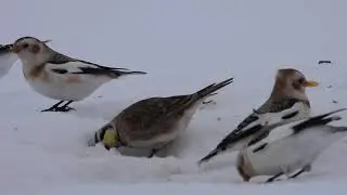 Plectrophane des neiges - Snow Bunting - Plectrophenax nivalis