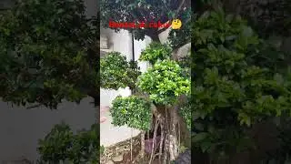 BONSAI.POHON BONSAI.POHON BONSAI DI CUKUR🤗
