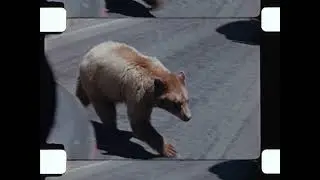 Home Movie: Ransohoff Collection: 010149 (silent)