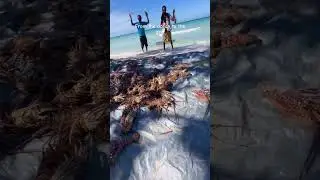 From the ocean to the grill