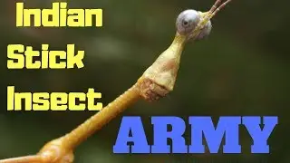 Forming My Own ARMY....Indian Stick Insect Eggs Hatching