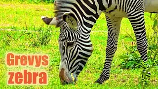 Зебра Греви Московский зоопарк Животные Grevy's Zebra Moscow zoo Animals ज़ेब्रा シマウマ 斑馬 الحمار