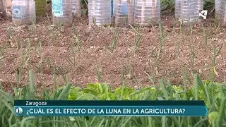 ¿Cómo influye la Luna en la siembra de ajos?