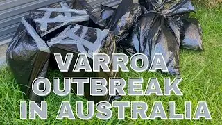 Varroa Mites in Australia - Information for Beekeepers Around the World - Aussiebeekeeping