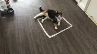 Motley's second attempt to be trapped by tape