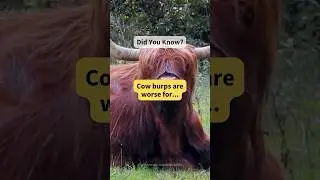 Cows Burps Are WORST! 🐮#shorts #animals #facts #cows