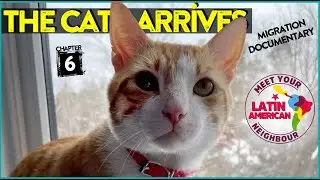 Documentary of our move from Chile to Canada. Chapter 6, The Cat arrive.