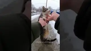 #cat A calm heart chooses kindness ❤️#viralshort