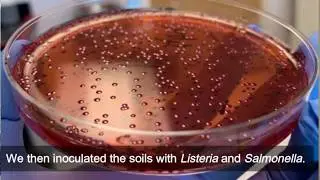 Studying Soil to Grow Food That is More Safe and Sustainable with Daniel Karp, PhD.
