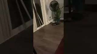 Buddy On The Move