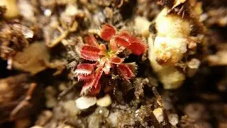 Venus fly trap seedlings in Macro 2014 Dec