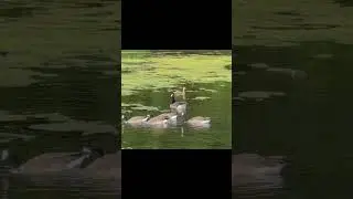 Ducks and Canadian geese at Kedleston National Trust. #birdsbathing #birds #ducks