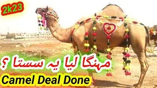 camels deal in bhatta chowk mandi 2023 | bhatta chowk mandi update | #ukhanvlogs