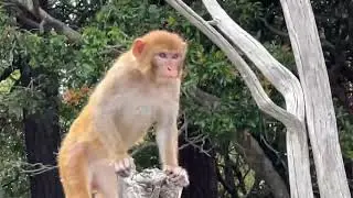 We saw so many monkeys on Morgan Island, SC!