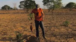 Lulinha estar arrancando macaxeira pra da para os animais🤠