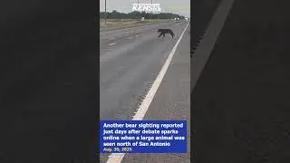 WATCH: Black bear allegedly spotted crossing Texas highway #shorts #reels #animals #bear #texas