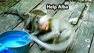 Emotional Cry And Deeply Hurt Por Baby Alba Was Attack By Ahsa