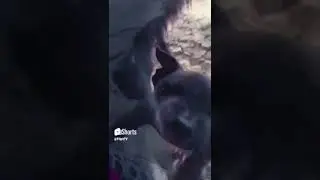 Irresistible Puppy's