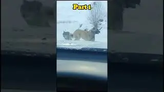 Кангалская собака и дикий волк сражались в одиночку.