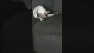 Funny Cat's  Pilates Cat