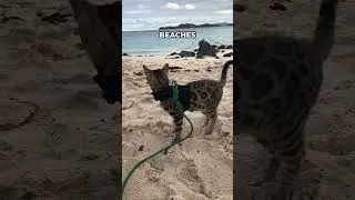Cat-Friendly Places - World Map!