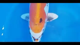 Adembenemende Beni Kikokuryu met Metallic Glans 🐟 - KOI-62614