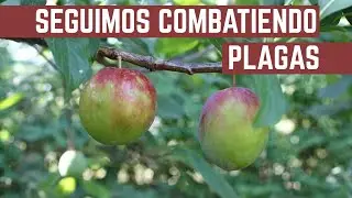 PLAGAS en Frutales y Huerta - Como Combatir Hormigas y Mosca de la Fruta Organicamente