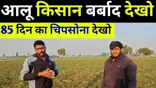 चिपसोना आलू की हालत देखो 85 दिन का आलू ll #mandibhavaligarh #alookikheti 