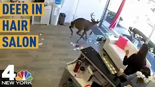 Insane Video Shows Deer Crashing Through Hair Salon Window | NBC New York