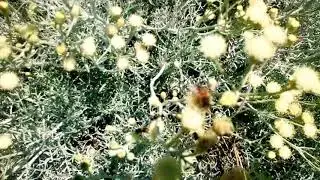 Api operaie libere a lavoro apicoltura su fiori 😄😍