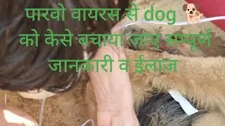 paarvo virus treatment in dog#पार्वो बीमारी क्या है#यह एक संक्रामक रोग है.#